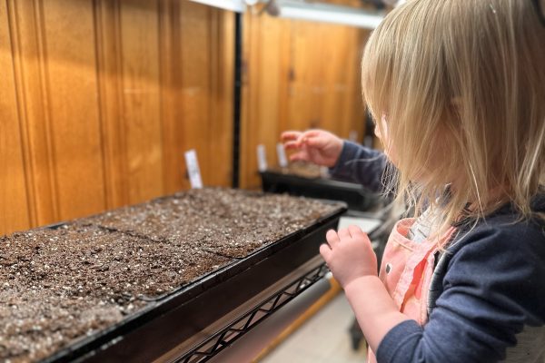 My favorite kid-friendly things to grow in my Eastside Garden
