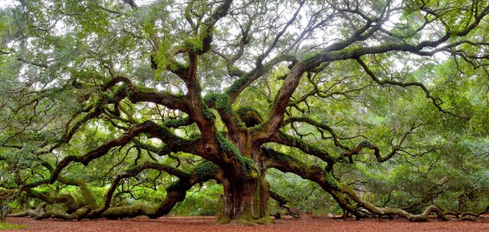 Mother Trees: A Supportive, Local Group for Moms